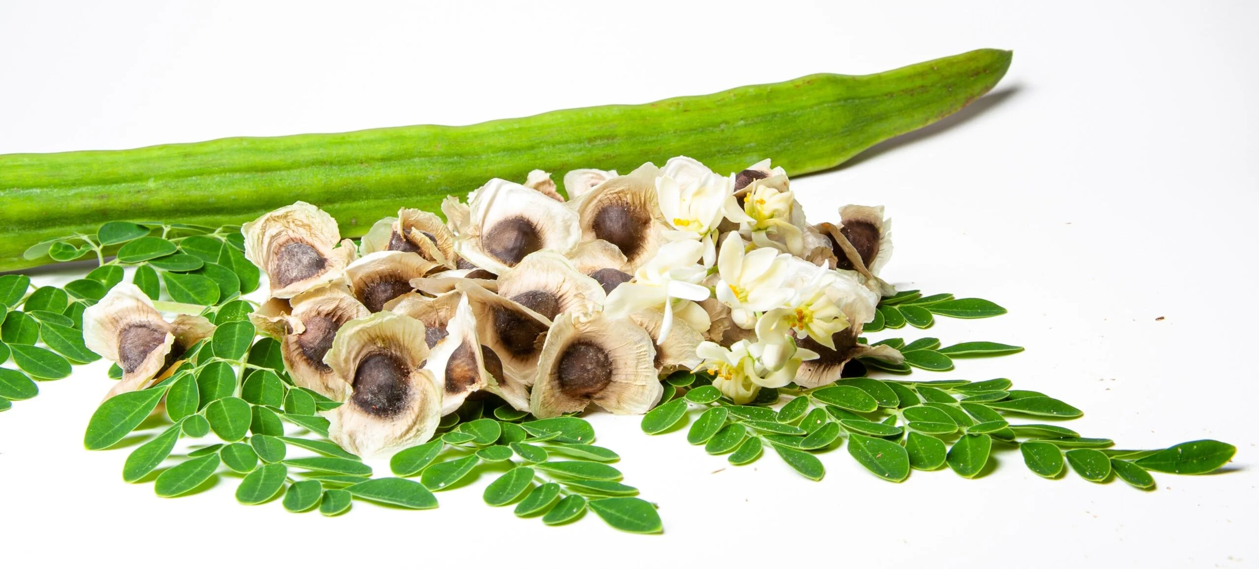 moringa seeds